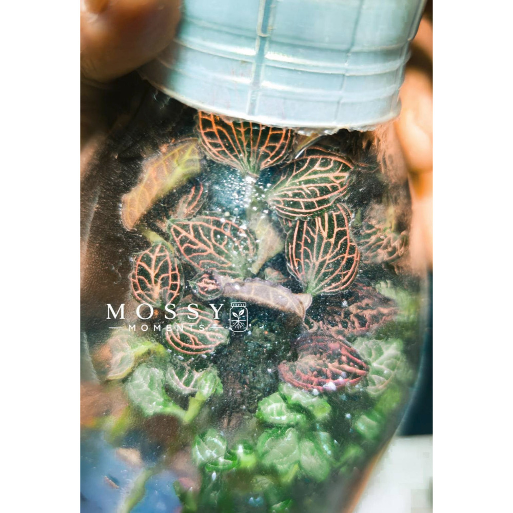 紅映寶石蘭 (水洗苗)-細節圖2