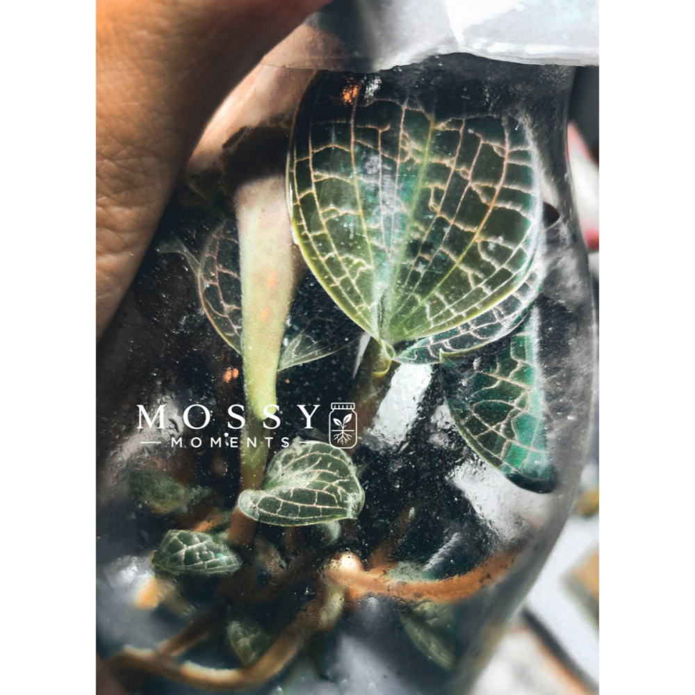 幻彩寶石蘭 (瓶苗)-細節圖2