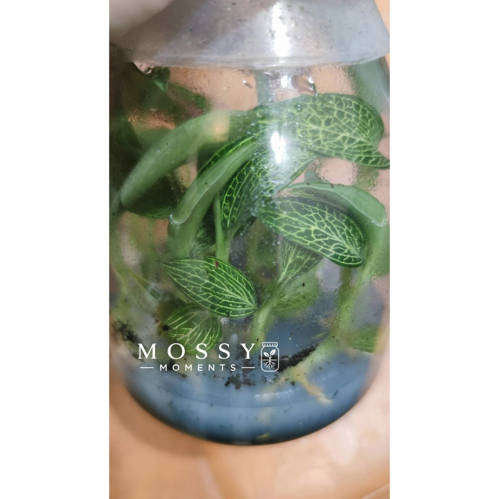 汐川寶石蘭 (瓶苗)-細節圖2