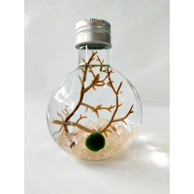 夜光藻球瓶 藻球瓶 懶人療癒小物 居家裝飾 辦公室療癒小物 交換禮物 畢業禮物 親子DIY 團體禮物-細節圖3