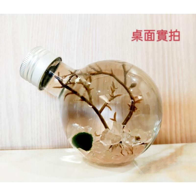 夜光藻球瓶 藻球瓶 懶人療癒小物 居家裝飾 辦公室療癒小物 交換禮物 畢業禮物 親子DIY 團體禮物-細節圖4