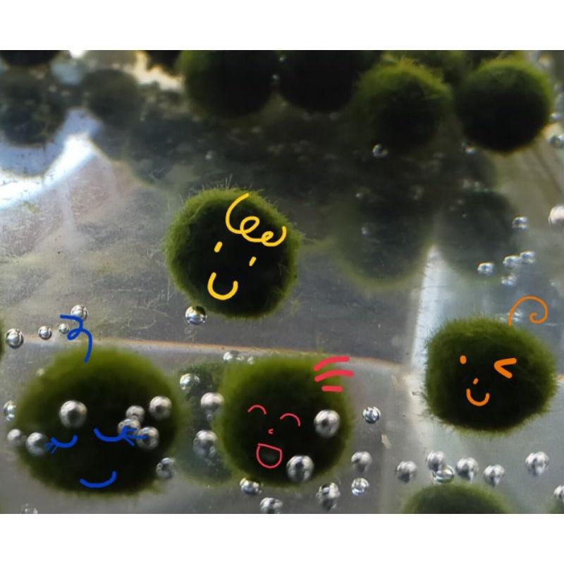 水族造景 魚缸造景 藻球 綠藻球 海藻球 水藻球 陰性水草 療癒 辦公室療癒小物 擺飾小物 療癒禮物 交換禮物mini-細節圖2