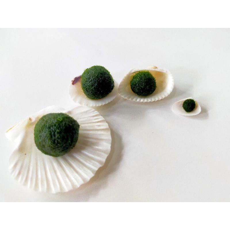 水族造景 魚缸造景 藻球 綠藻球 海藻球 水藻球 陰性水草 療癒 辦公室療癒小物 擺飾小物 療癒禮物 交換禮物mini-細節圖3