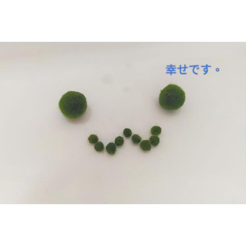 水族造景 魚缸造景 藻球 綠藻球 海藻球 水藻球 陰性水草 療癒 辦公室療癒小物 擺飾小物 療癒禮物 交換禮物mini-細節圖4