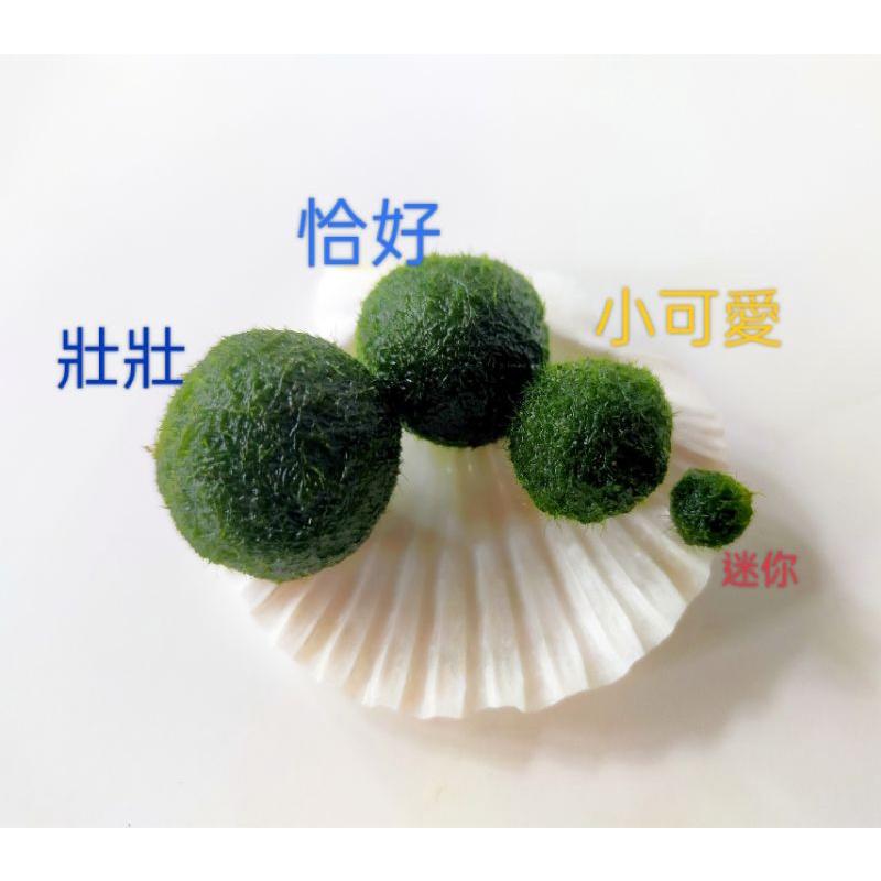 藻球 綠藻球 海藻球 水藻球 水族造景 魚缸造景 水草 陰性水草 療癒 辦公室 療癒小物 療癒小物 交換禮物 聖誕禮物-細節圖2