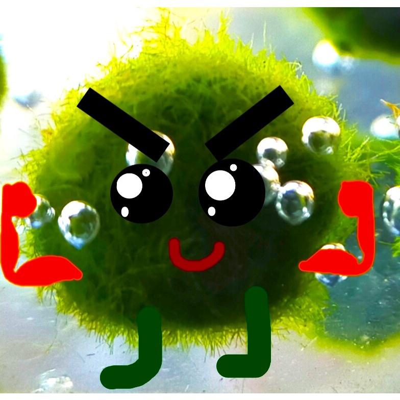 藻球 綠藻球 海藻球 水藻球 水族造景 魚缸造景 水草 陰性水草 療癒 辦公室 療癒小物 療癒小物 交換禮物 聖誕禮物-細節圖4