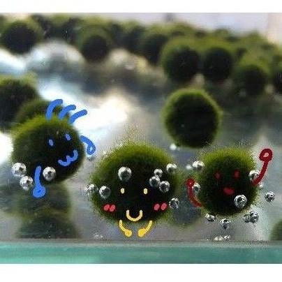 藻球 綠藻球 海藻球 水藻球 水族造景 魚缸造景 水草 陰性水草 療癒 辦公室 療癒小物 療癒小物 交換禮物 聖誕禮物-細節圖6