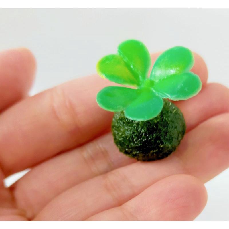 藻球 綠藻球 海藻球 水藻球 水族造景 魚缸造景 水草 陰性水草 療癒 辦公室 療癒小物 療癒小物 交換禮物 聖誕禮物-細節圖7