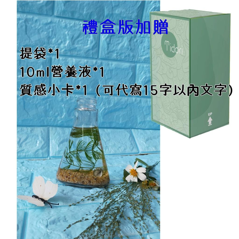 親子DIY 療癒 辦公室療癒小物 辦公桌裝飾 綠球藻 綠藻球 綠藻球瓶 團體禮物 畢業禮物 水草瓶 生態瓶 聖誕禮物-細節圖2