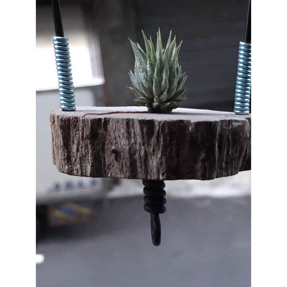 空氣鳳梨MINIQ-細節圖2