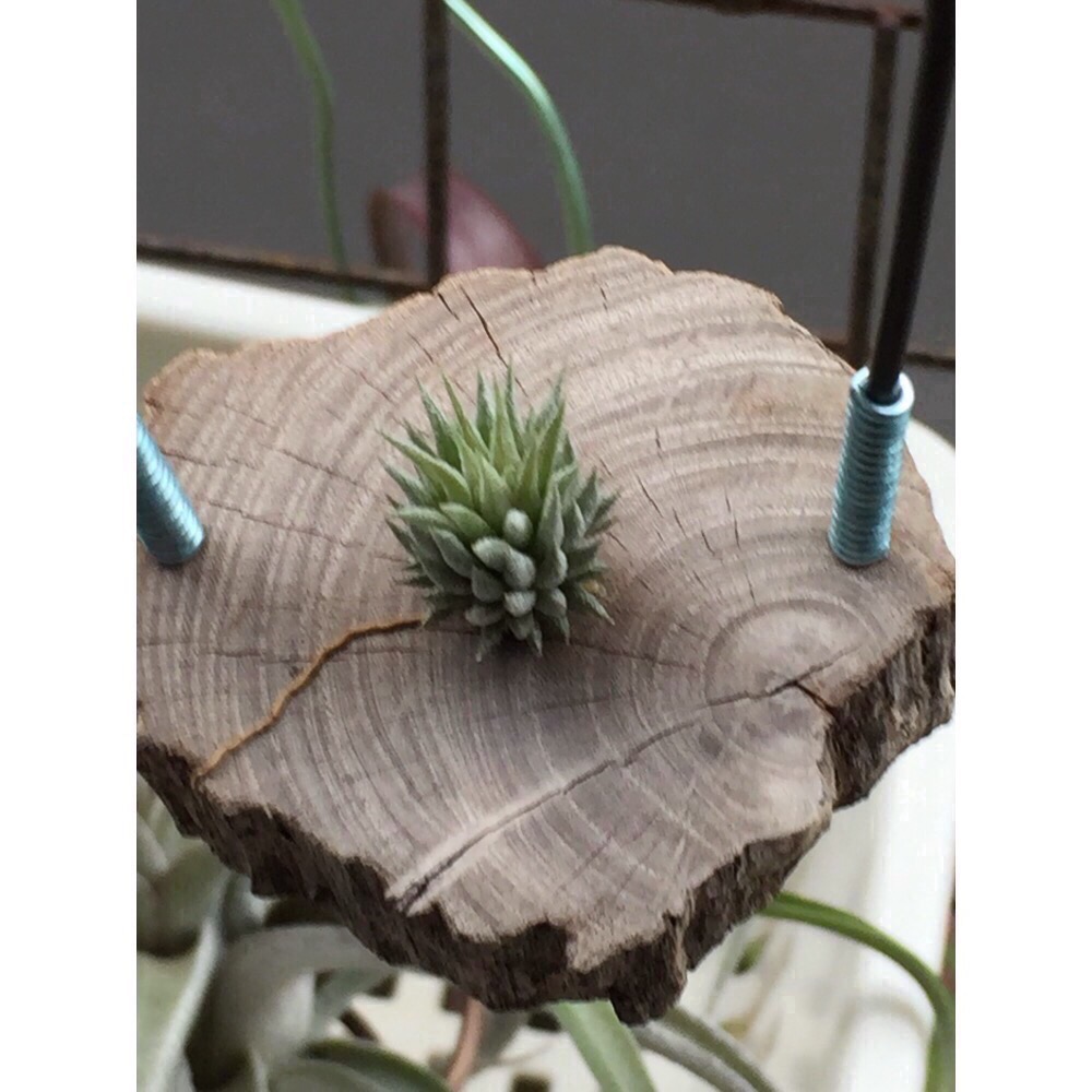 空氣鳳梨MINIQ-細節圖3