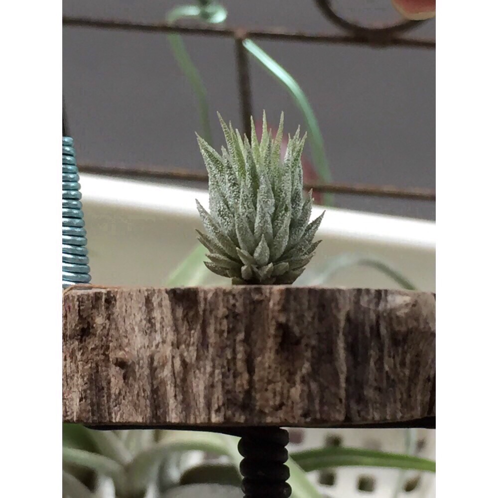 空氣鳳梨MINIQ-細節圖4