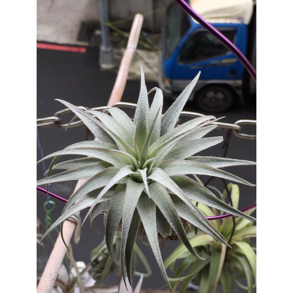 空氣鳳梨 薄紗X多國-細節圖3