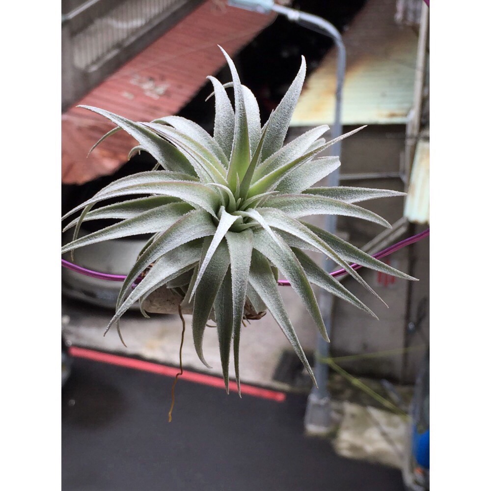 空氣鳳梨 薄紗X多國-細節圖4
