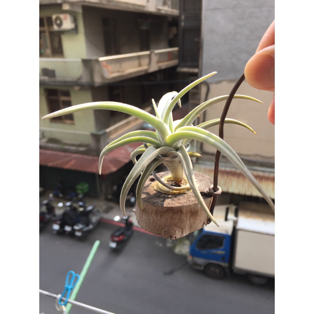 空氣鳳梨 拉美拉-細節圖3