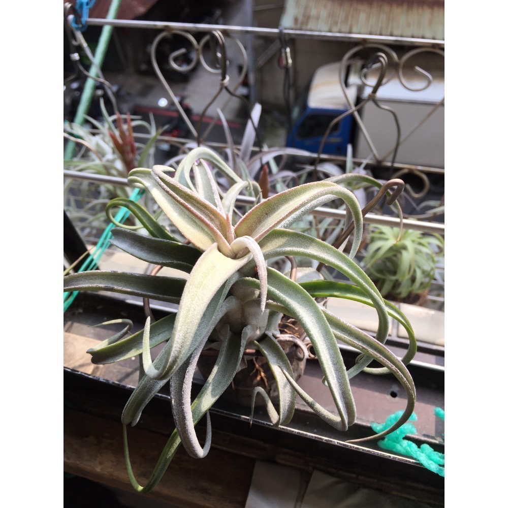 空氣鳳梨 BC X 女王-細節圖3