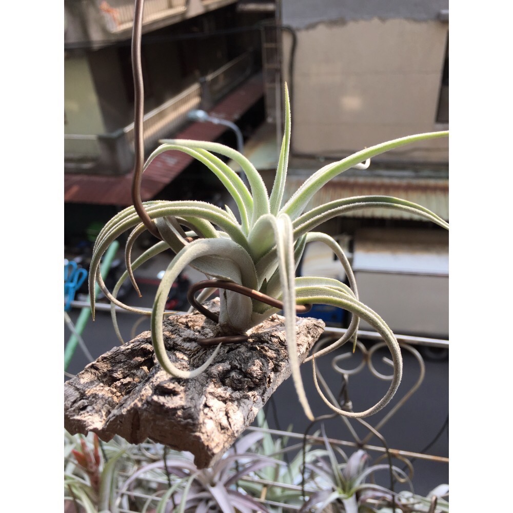 空氣鳳梨 銀冰 帶一芽-細節圖3