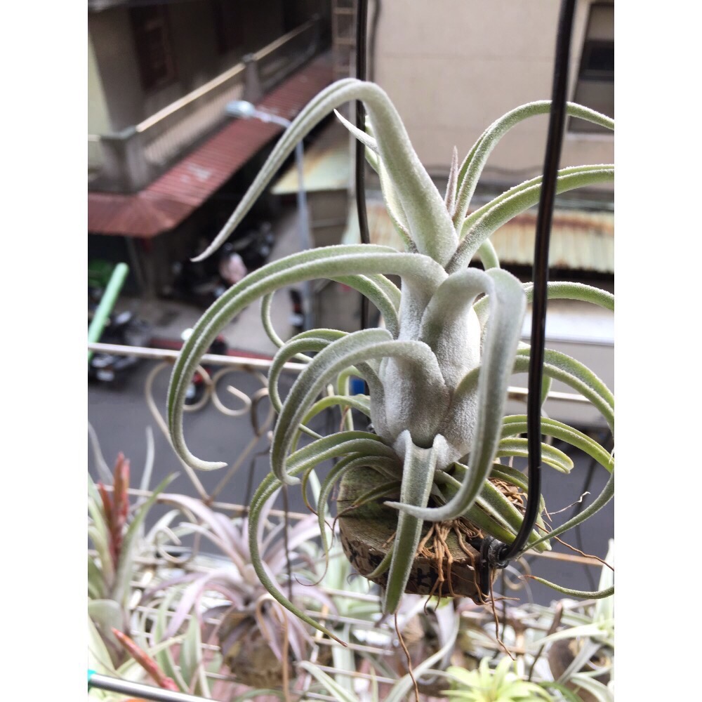 空氣鳳梨 BCX 雪女 CYC536 實生交種-細節圖2