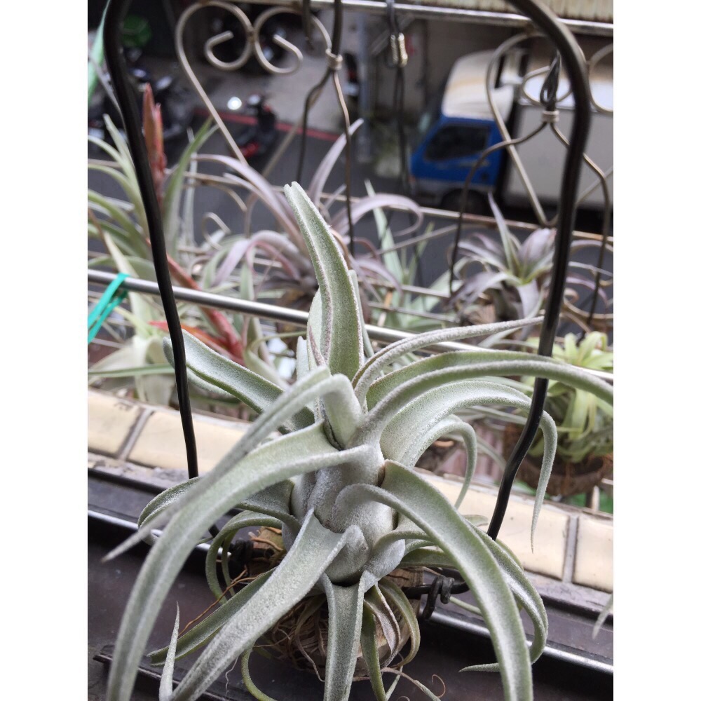 空氣鳳梨 BCX 雪女 CYC536 實生交種-細節圖3