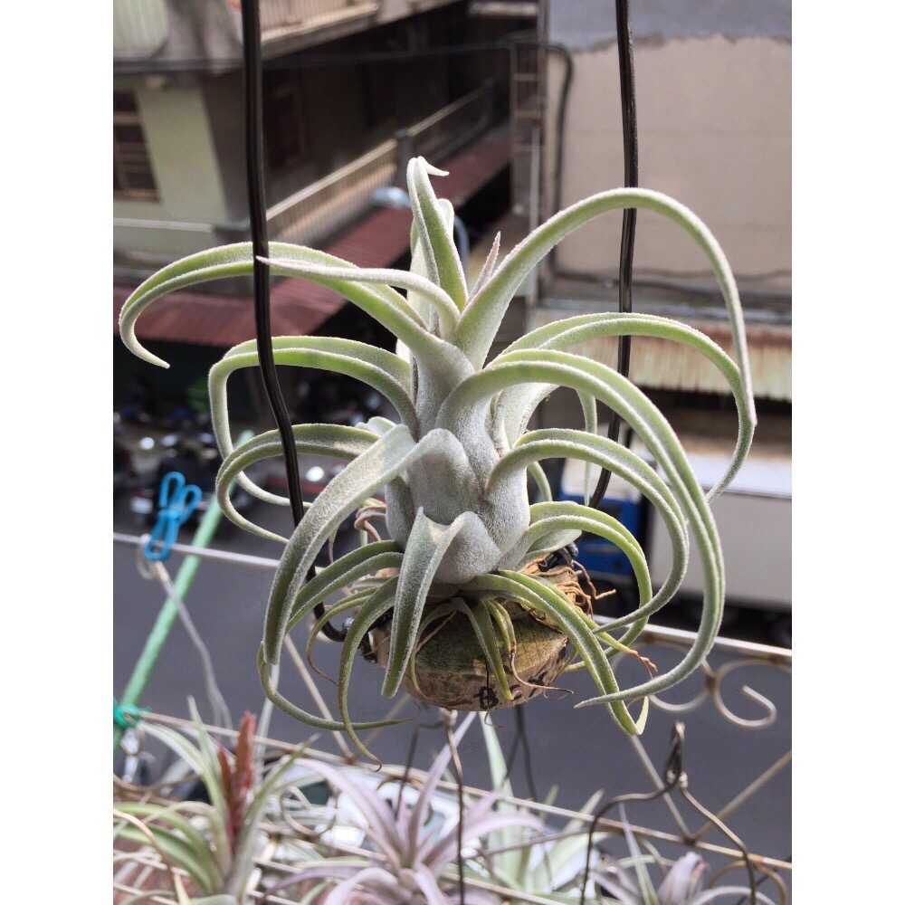 空氣鳳梨 BCX 雪女 CYC536 實生交種-細節圖4