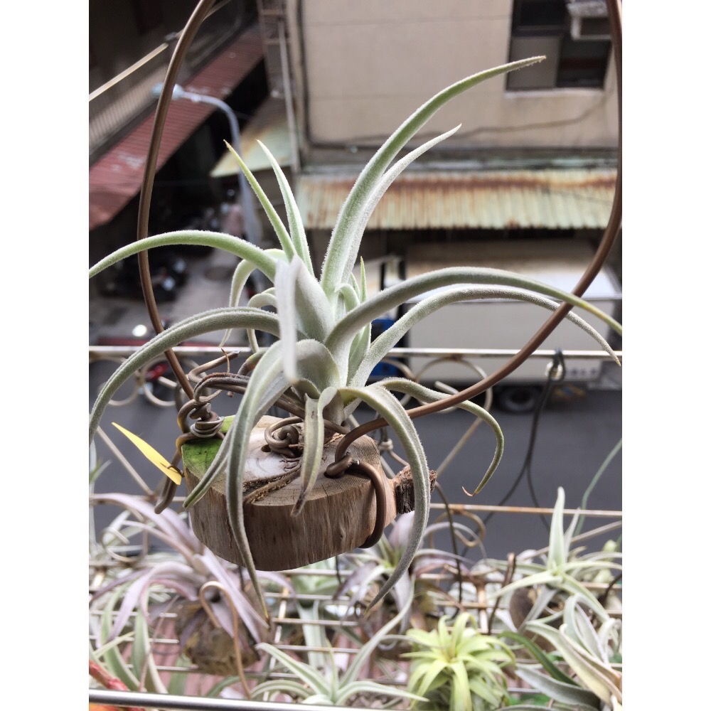 空氣鳳梨 Cardeansii-細節圖2