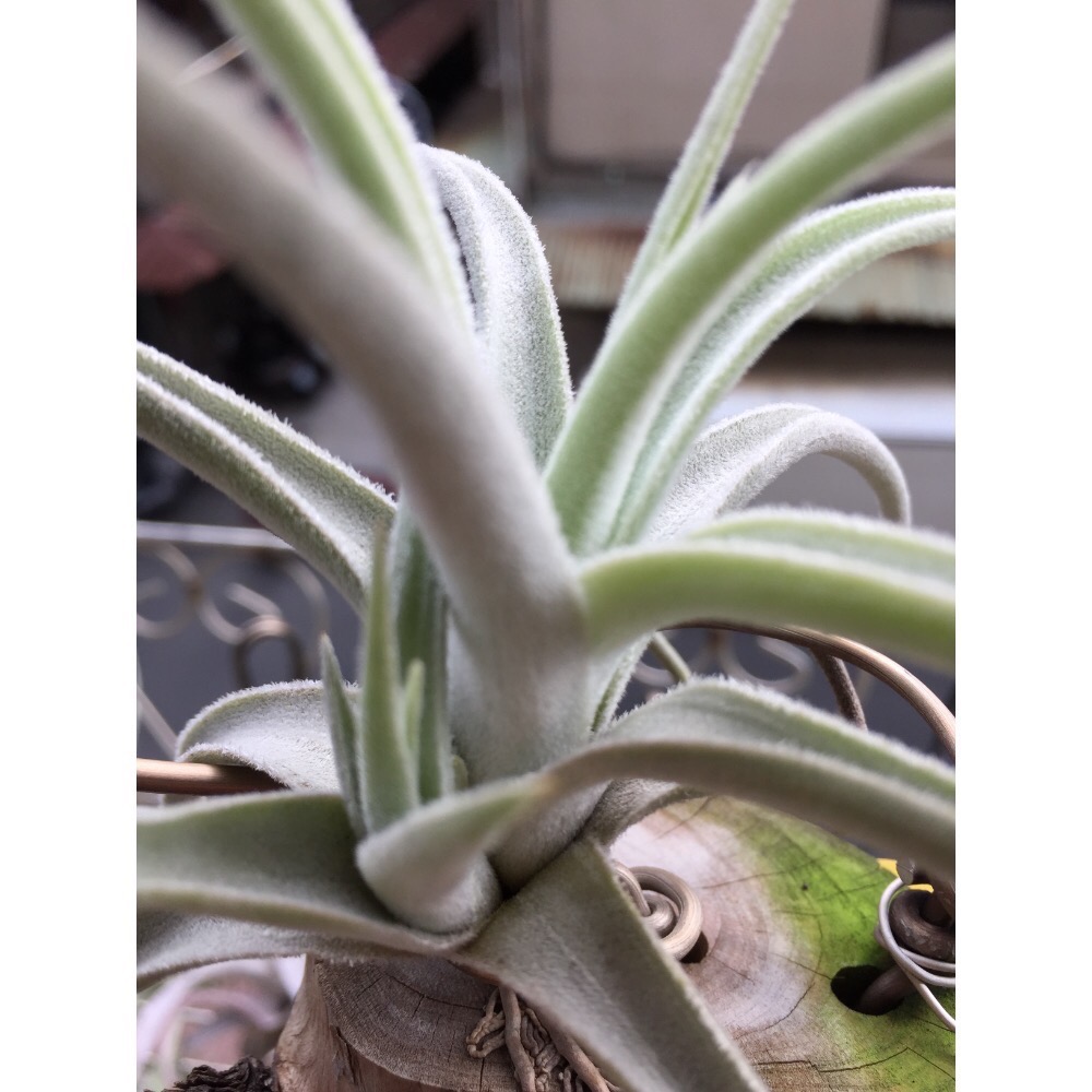 空氣鳳梨 Cardeansii-細節圖3