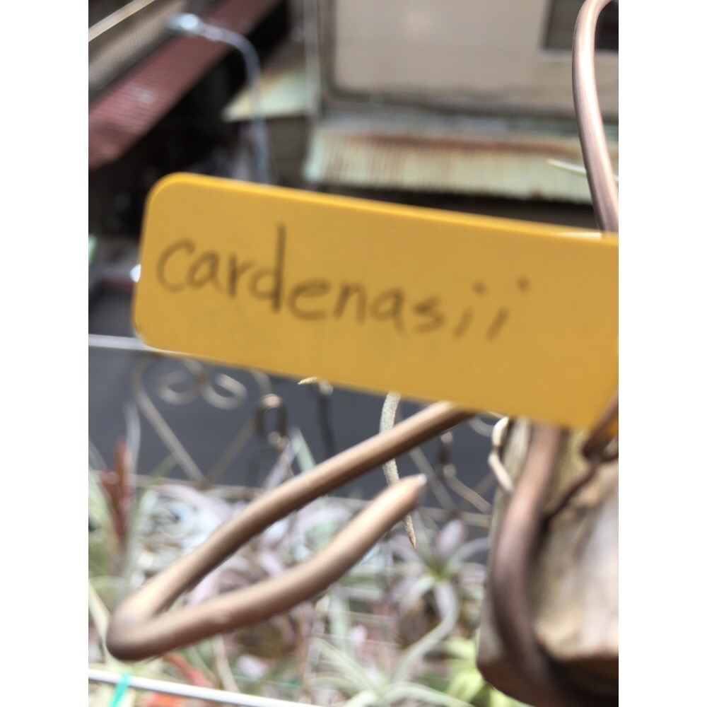 空氣鳳梨 Cardeansii-細節圖4