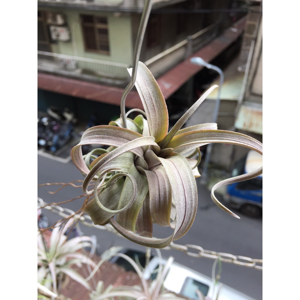 空間鳳梨 紅阿桑（若琳）-細節圖3