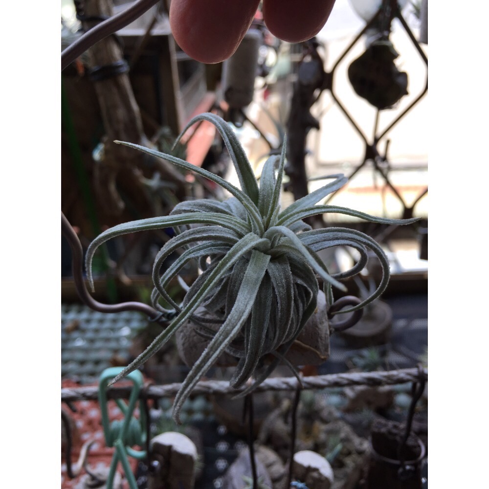 空氣鳳梨 莫氏-細節圖3