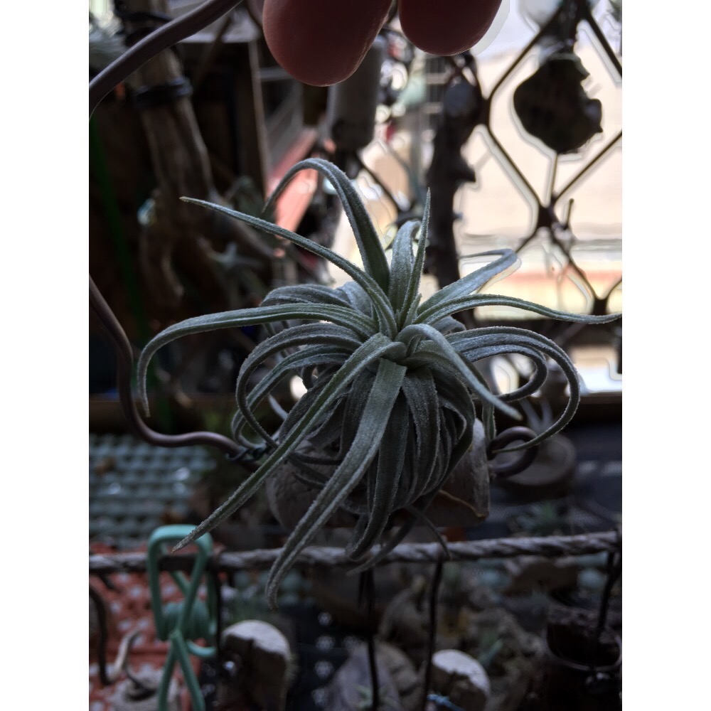 空氣鳳梨 莫氏-細節圖4