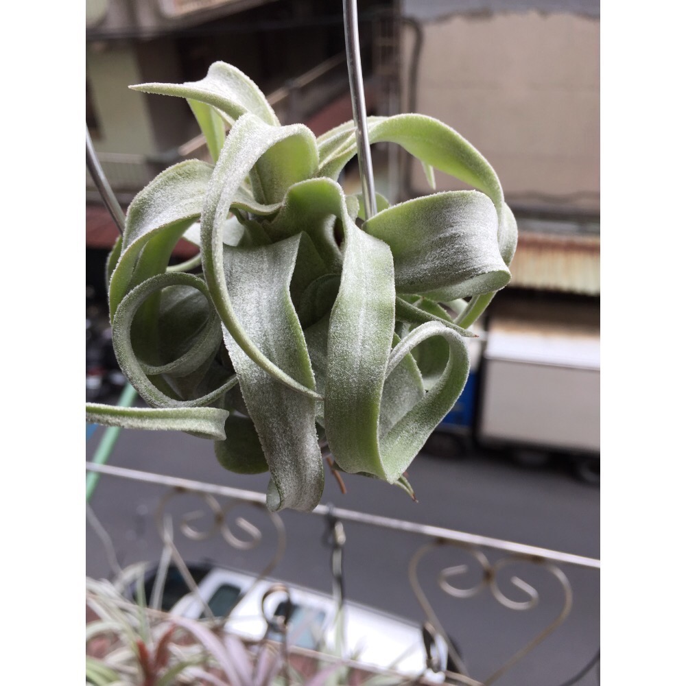 空氣鳳梨 RR-細節圖2