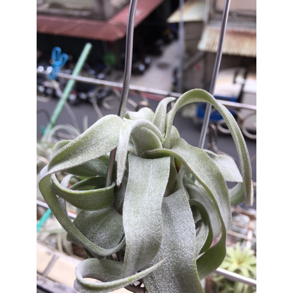 空氣鳳梨 RR-細節圖3