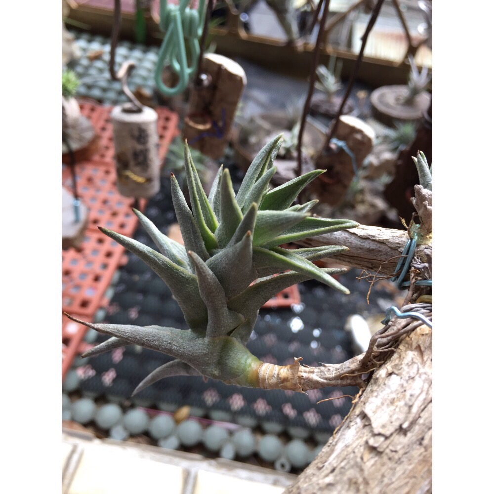 空氣鳳梨 mini兔（帶二芽）-細節圖2