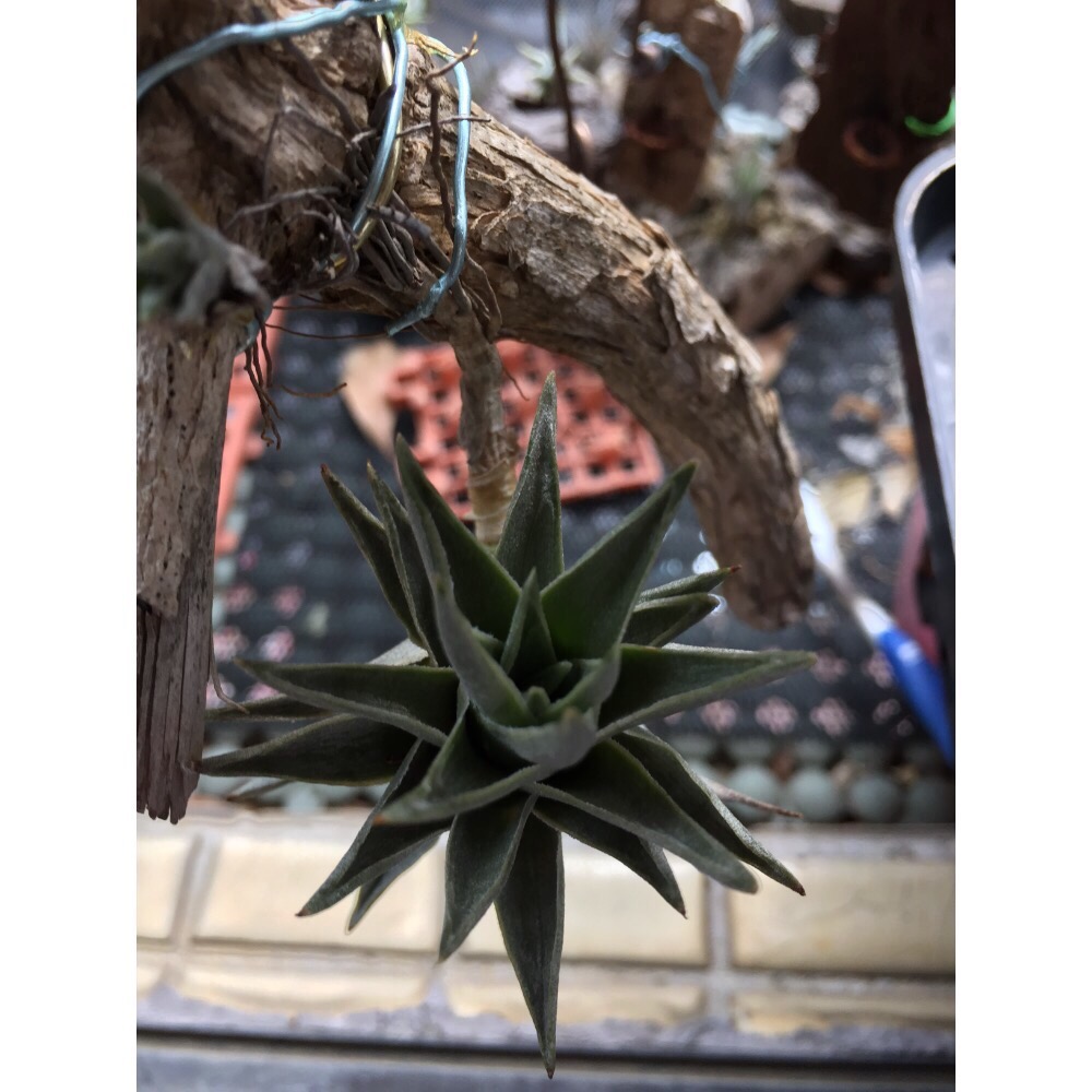 空氣鳳梨 mini兔（帶二芽）-細節圖4