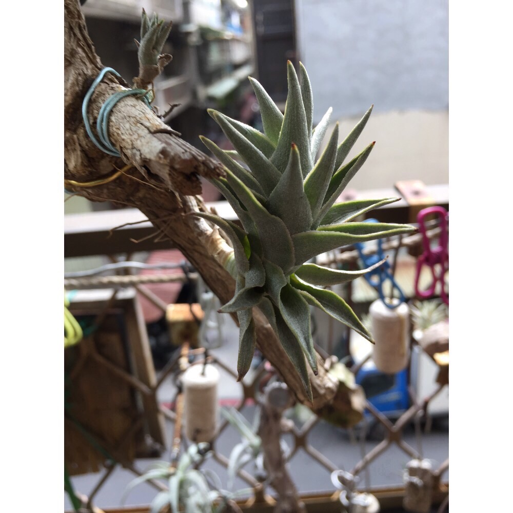 空氣鳳梨 mini兔（帶二芽）-細節圖5