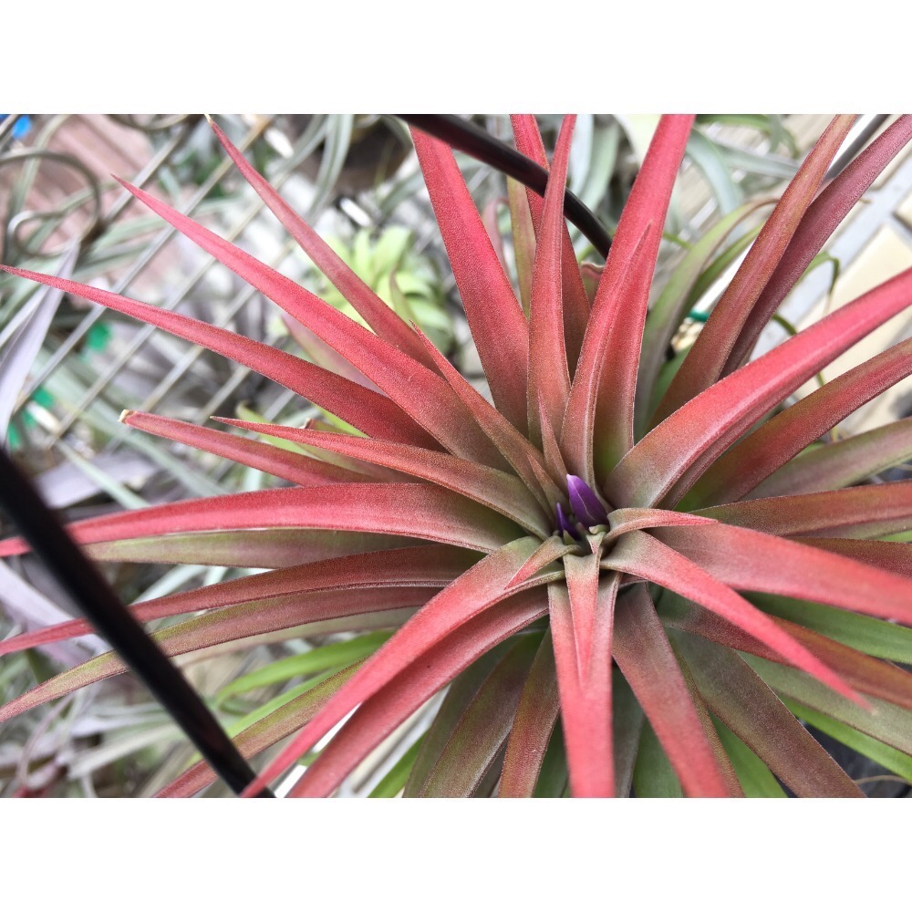 空氣鳳梨 月亮（鑊月）-細節圖2