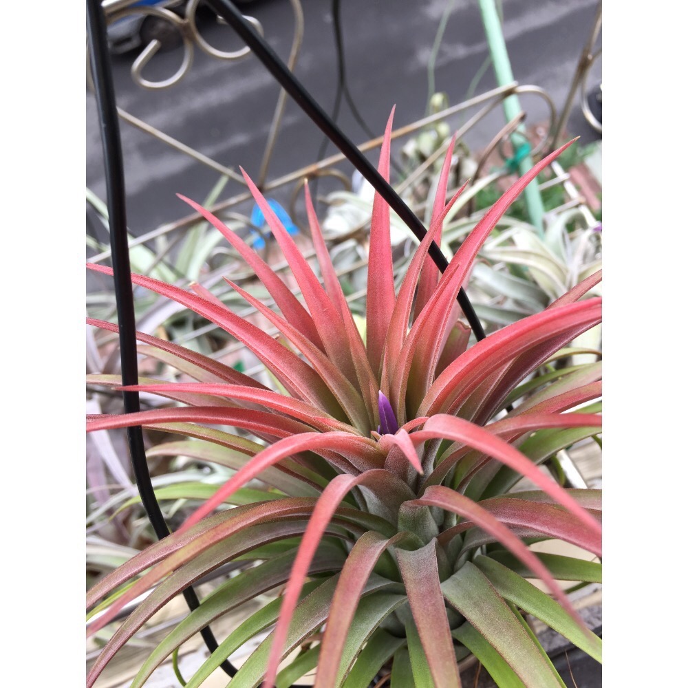 空氣鳳梨 月亮（鑊月）-細節圖3