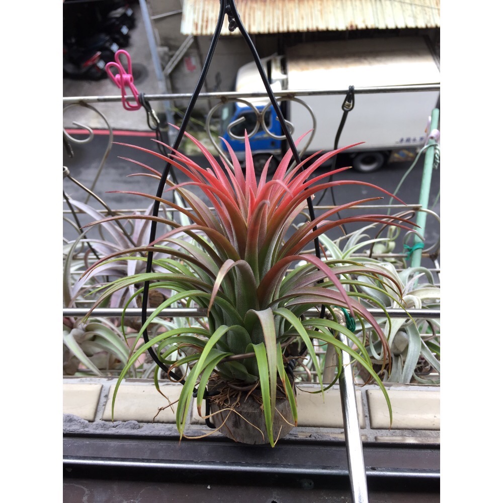 空氣鳳梨 月亮（鑊月）-細節圖4