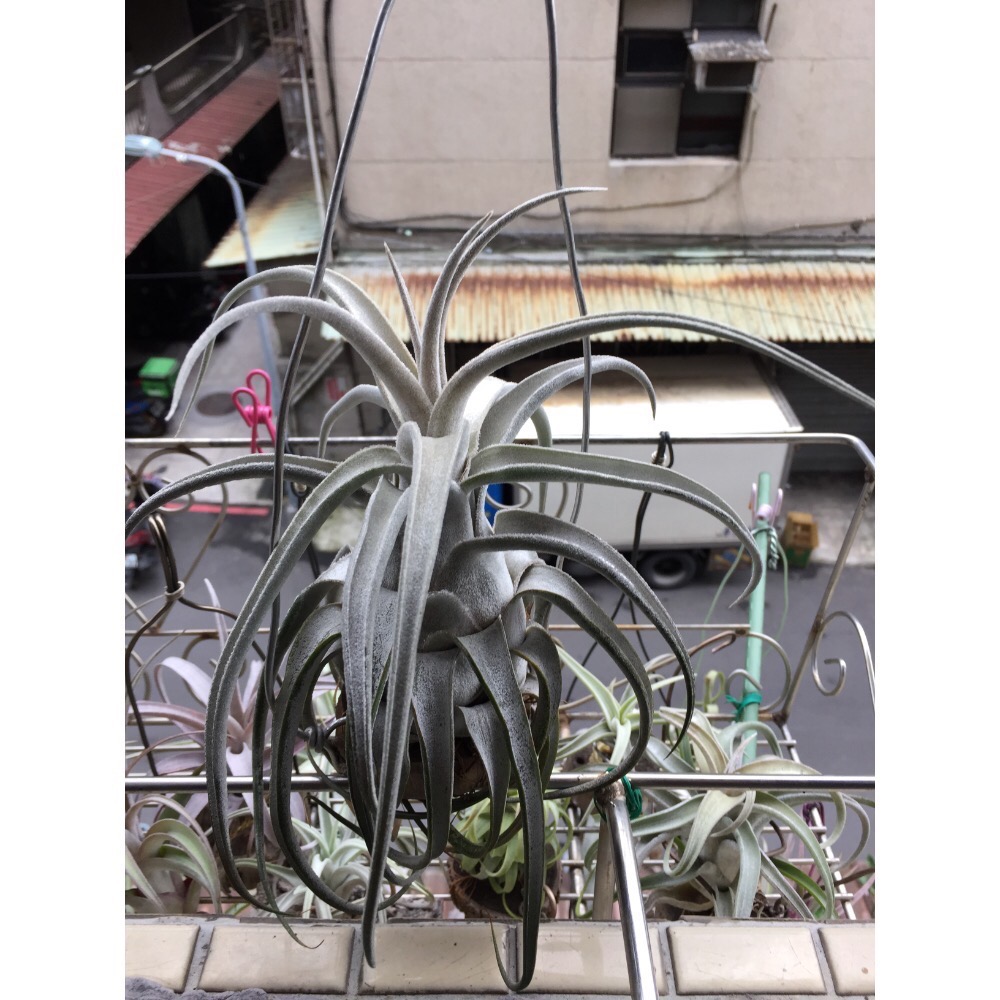 空氣鳳梨 JOY開花了-細節圖2