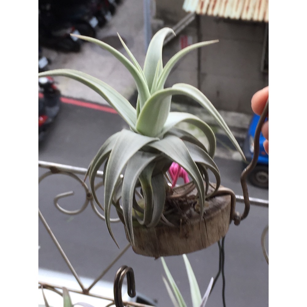 空氣鳳梨 白天鵝（開花了）-細節圖2