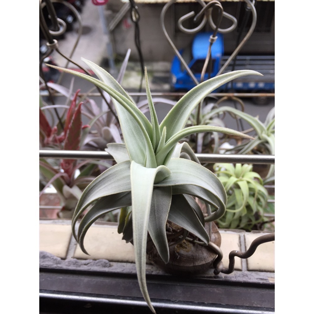 空氣鳳梨 白天鵝（開花了）-細節圖3