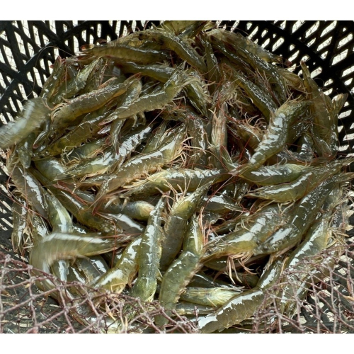 鹹水文蛤池白蝦🦐 1斤裝（約25～30尾一斤）