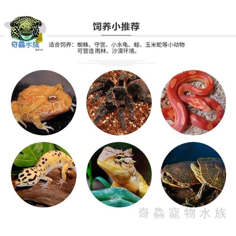 【壓克力爬蟲飼養盒】小爬蟲 守宮 蜘蛛 玉米蛇 角蛙 小昆蟲 磁吸 黑/透/橘-細節圖2