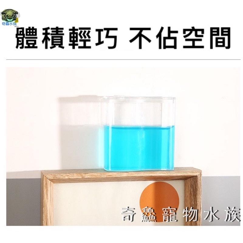 奇鱻水族【螞蟻小工坊】螞蟻生態 觀察螞蟻 螞蟻窩 自然科學 創意玩具 興趣培養-細節圖4