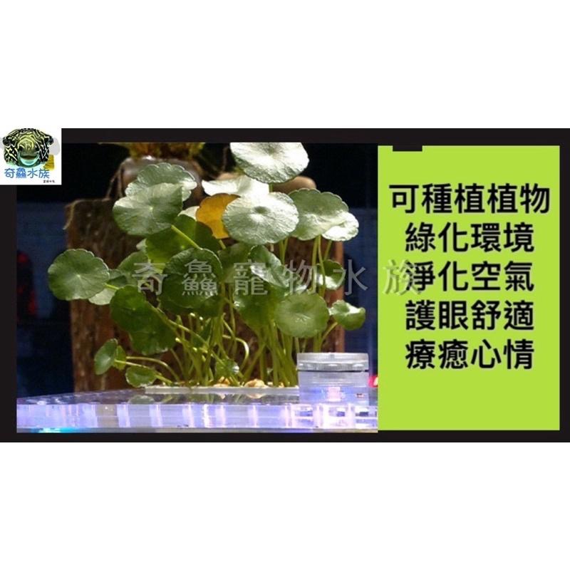 奇鱻水族【壓克力爬蟲飼養缸】爬蟲 角蛙 蝦子 守宮 生態 綠化共生 造景 美觀時尚 辦公室小屋 寵物盒 飼養盒-細節圖6