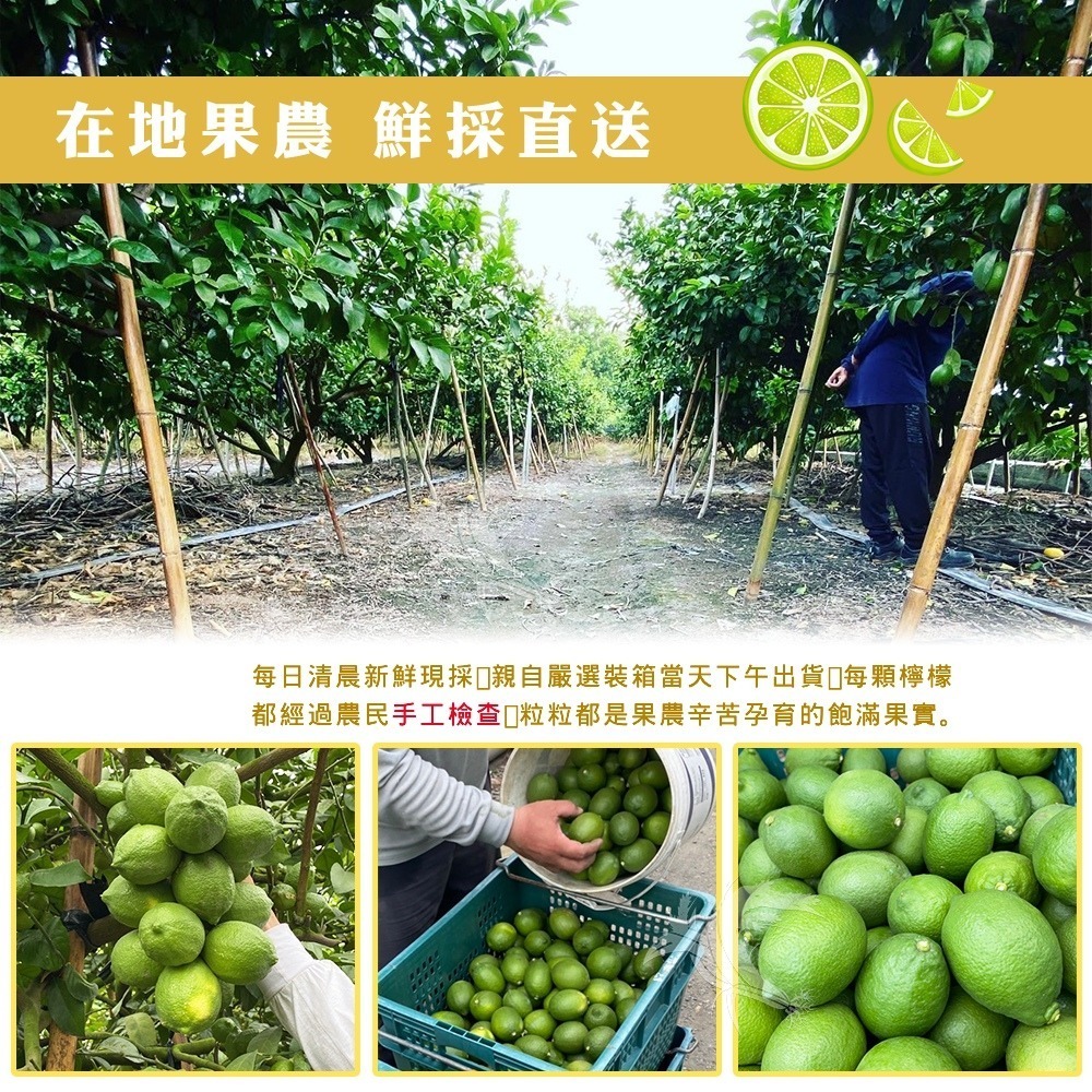 【禾鴻】屏東小農直送鮮採A級綠檸檬3斤/箱-細節圖3
