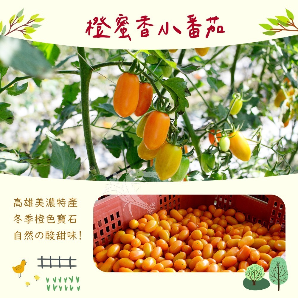 【禾鴻】橙蜜香小番茄禮盒3斤(不帶蒂頭出貨)-細節圖2