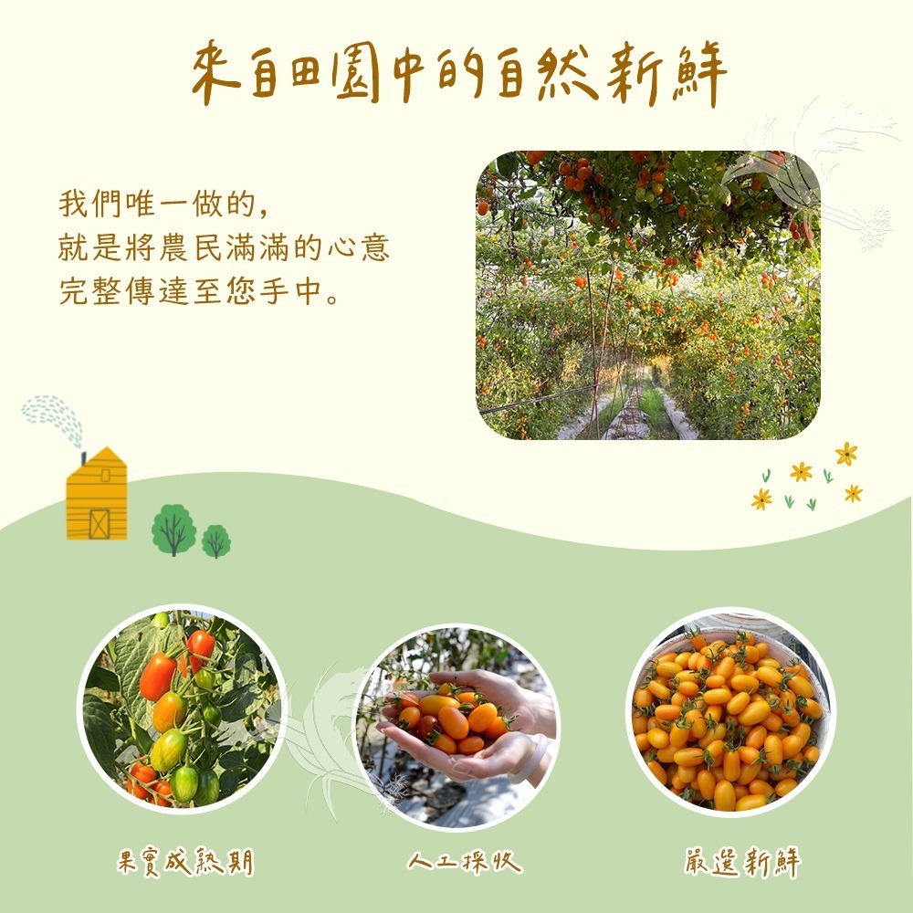 【禾鴻】橙蜜香小番茄禮盒3斤(不帶蒂頭出貨)-細節圖3