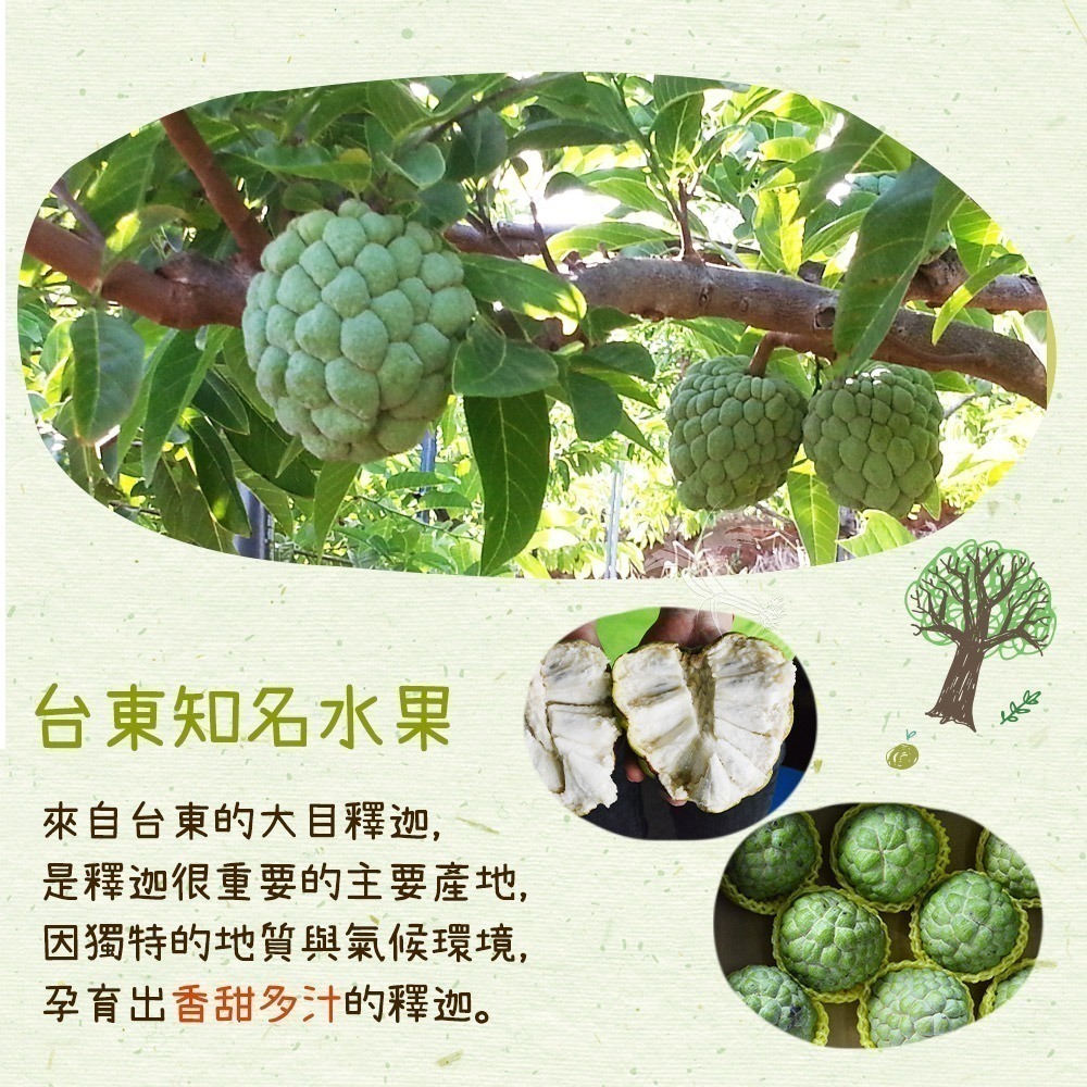 【禾鴻】台東優質大目釋迦5斤/盒(5-6顆/盒_散裝中果)-細節圖3