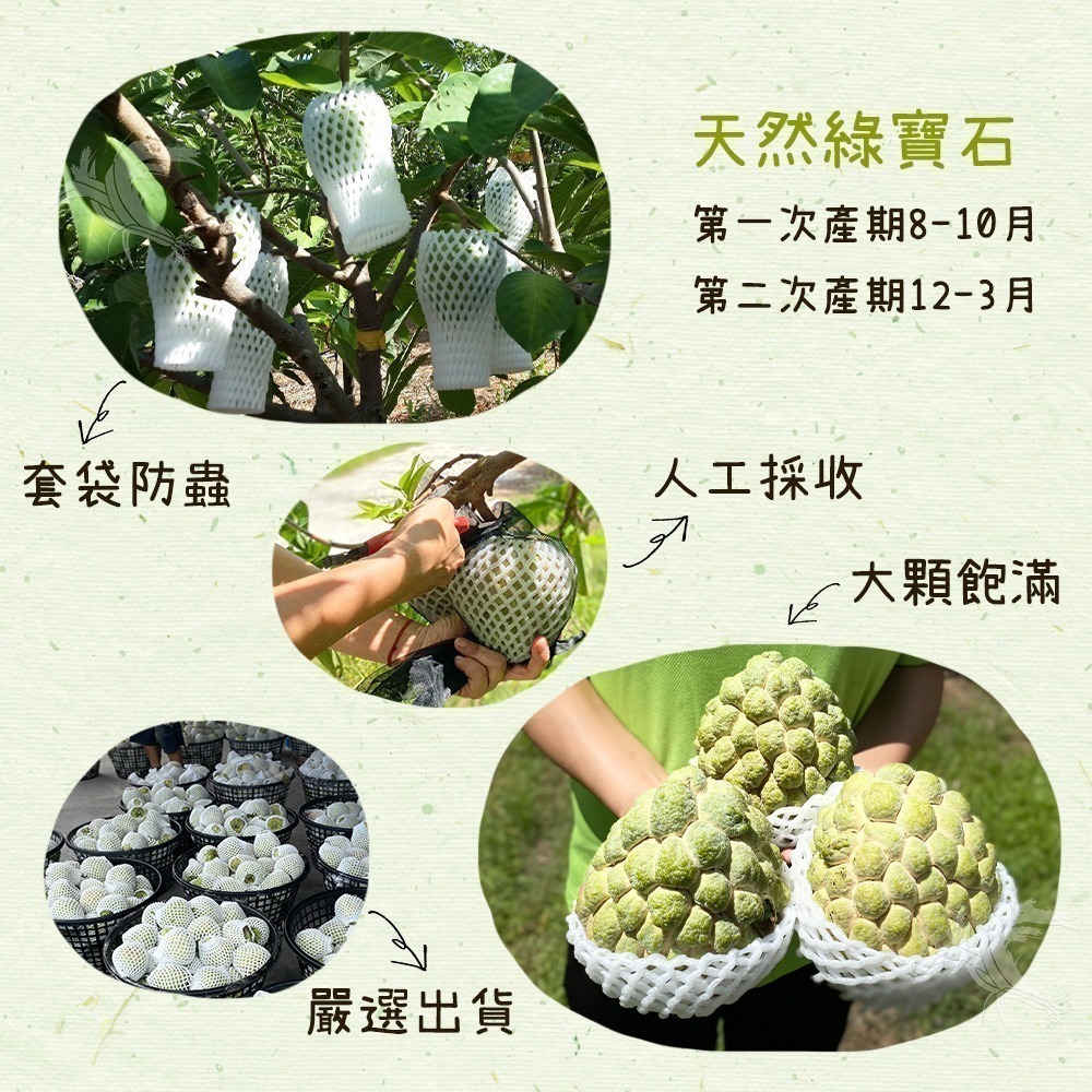 【禾鴻】台東優質大目釋迦5斤/盒(6-7顆/盒_散裝小果)-細節圖4